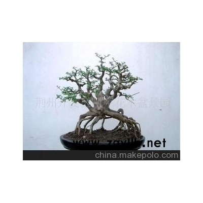 对节白腊中型盆景