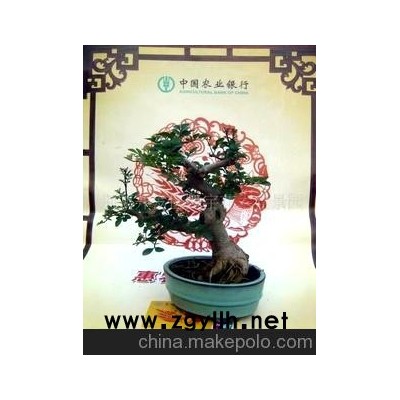 对接白蜡小型盆景盆景