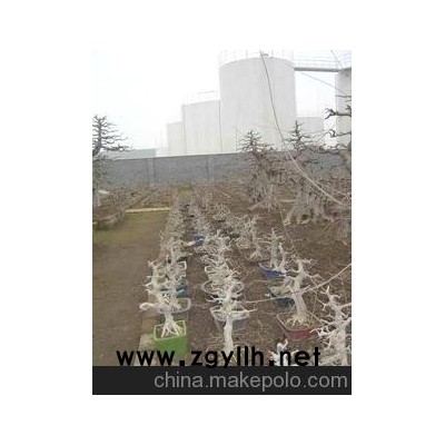 批发对节白蜡小型精品盆景