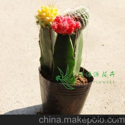 批发室内植物防辐射净化空气小盆栽仙人球(A90) 彩虹球组合