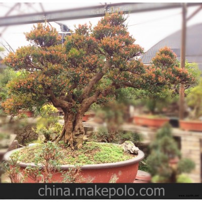 小叶，赤楠，红杨，园林，绿化，盆景