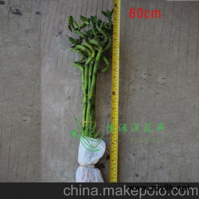 批发花卉盆栽水培观赏开运竹 办公室桌面创意绿植(H50CM)转运竹图2