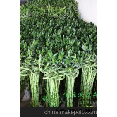 批发花卉盆栽水培观赏开运竹 办公室桌面创意绿植(H50CM)转运竹图4