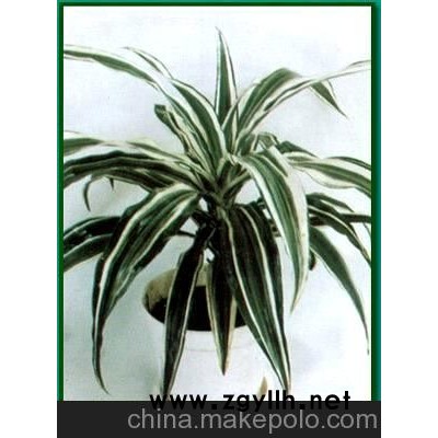 广州园林绿化 植物租赁 绿化