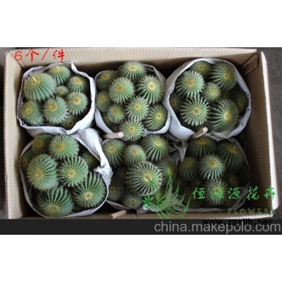 批发小盆栽仙人球室内植物吸甲醛防辐射净化空气  金冠群生整箱