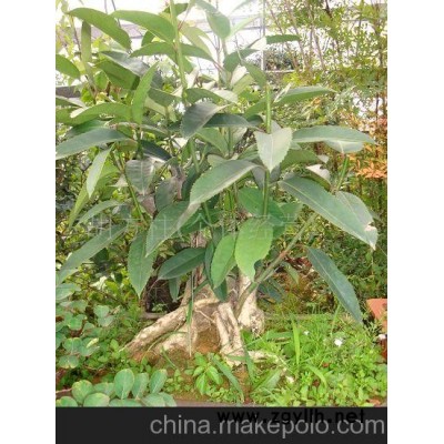 苦丁茶--造型精致,四好的盆景