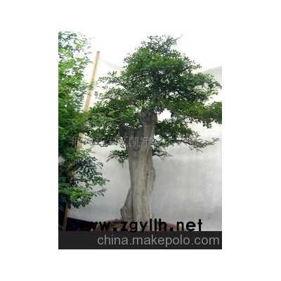 供应对节白蜡巨型盆景