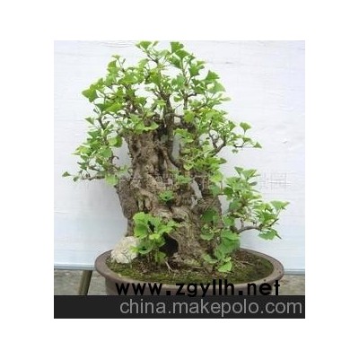 银杏盆景