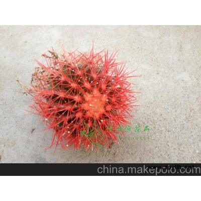 批发室内植物防辐射植物小盆栽仙人球（A100）美琥（红色）整箱