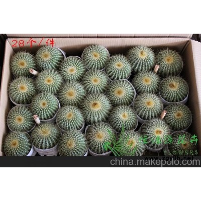 批发室内植物防辐射植物小盆栽仙人球（A100）金冠 整箱