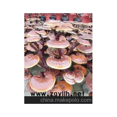 供应灵芝盆景图1