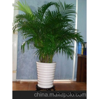 广州颐憬绿化植物租摆