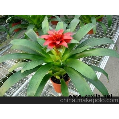 广州颐憬丹尼斯凤梨的养护养殖方法