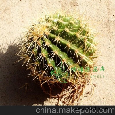 批发小盆栽仙人球室内植物吸甲醛防辐射净化空气（24个金琥整箱）