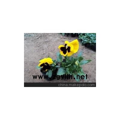 云浮三色堇新报价山东向阳草花苗木基地