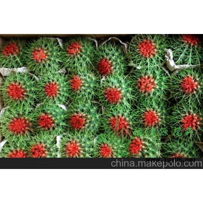 批发室内植物防辐射植物小盆栽仙人球（A100）美琥（青点）整箱