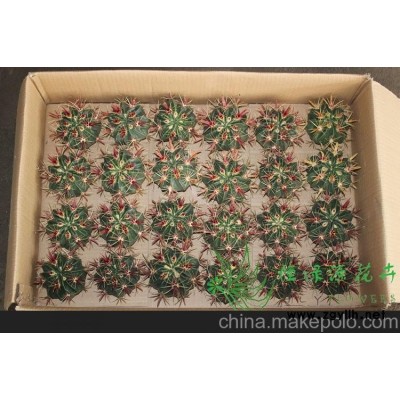 批发室内植物吸甲醛防辐射净化空气小盆栽仙人球 日出整箱