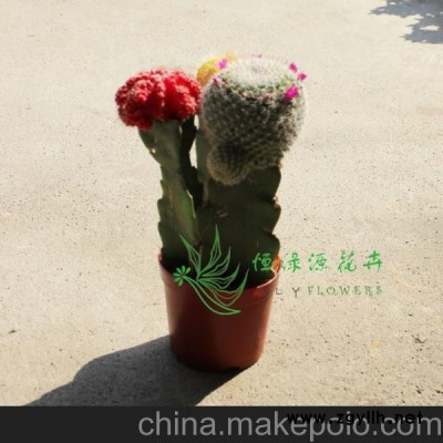 供应批发室内植物吸甲醛防辐射小盆栽仙人球(A100)彩虹球组合