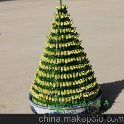 供应批发盆景节节高开运竹盆栽净化空气水培塔竹(小十三层)富贵竹