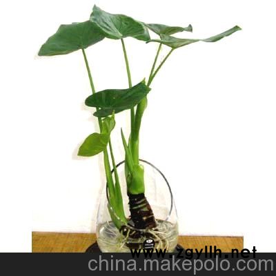 广州颐憬水培滴水观音的养护