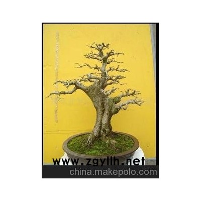 大量供应小型对接白蜡精品盆景