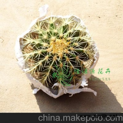 批发室内植物吸甲醛防辐射净化空气小盆栽仙人球（12个金琥整箱）