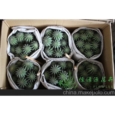 批发小盆栽仙人球室内植物吸甲醛防辐射净化空气  银晃群生整箱