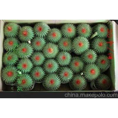 批发小盆栽仙人球室内植物吸甲醛防辐射净化空气  彩色金冠整箱