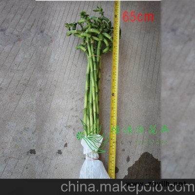 批发办公室桌面创意绿植花卉盆栽水培观赏开运竹(H60CM)转运竹图2
