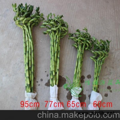批发办公室桌面创意绿植花卉盆栽水培观赏开运竹(H60CM)转运竹图3