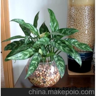 广州颐憬办公室植物租摆方案环境特点