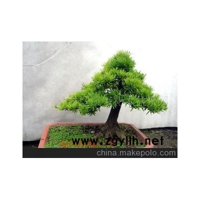 中型罗汉松盆景