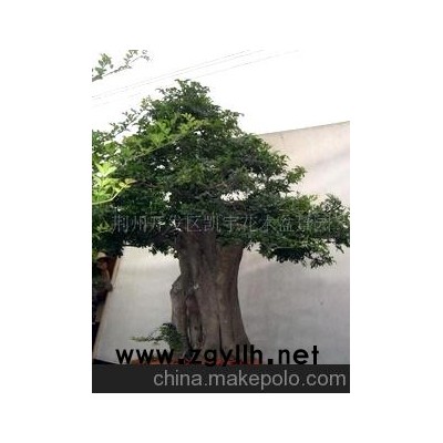 供应对接白蜡巨型盆景