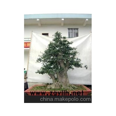 供应对节白蜡大型盆景