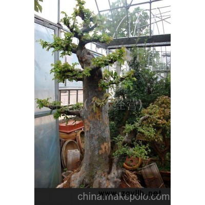 榆树--高档的造型美好的盆景