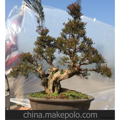 赤楠盆景，园林绿化，艺术盆景