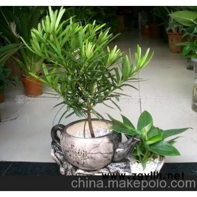 罗汉松组合树木盆景