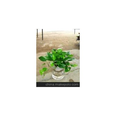 广州颐憬水培黄金葛