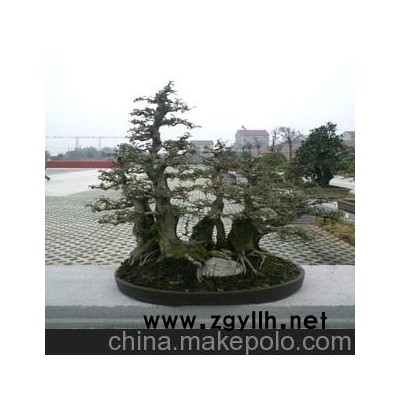 特价对节白蜡盆景