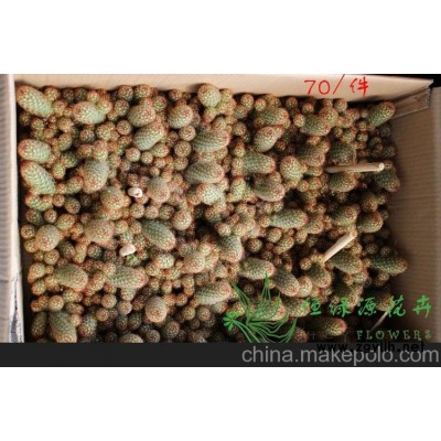 批发小盆栽仙人球室内植物吸甲醛防辐射净化空气  金手指整箱