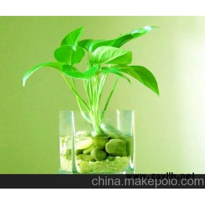 广州颐憬办公室 绿化