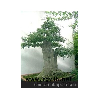 对接白蜡巨型盆景