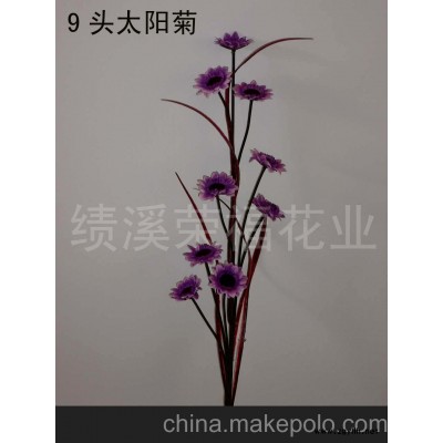 9头太阳菊(图)