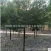 香樟树苗批发精品造型香樟树木 常绿植物工程绿化苗木户外庭荫树