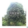 直供绿化乔木八月银桂花树形美观冠幅饱满规格齐