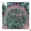 基地直供红叶石楠 园林工程绿化 四季常青庭院绿化篱笆红叶石楠球