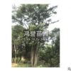 园林绿化树苗 丛生朴树小苗 规格全 风景朴树 量多从优