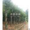 基地直销 多种规格绿化工程 园林常绿乔木再生移植香樟