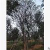大量供应朴树，质优价廉