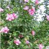 木槿树苗批发 园林绿化苗木 庭院盆栽花卉木槿花苗 室内装饰